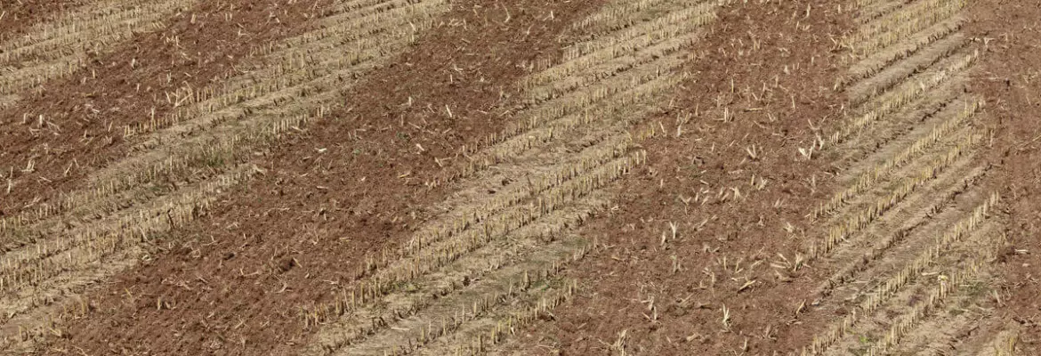 field worked by stubble tine cultivator min till