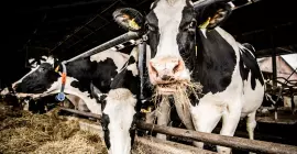 Improved forage quality with film binding