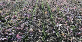 SH_AUROCK_Sowing_Different_Products_Cover_Crops.jpg