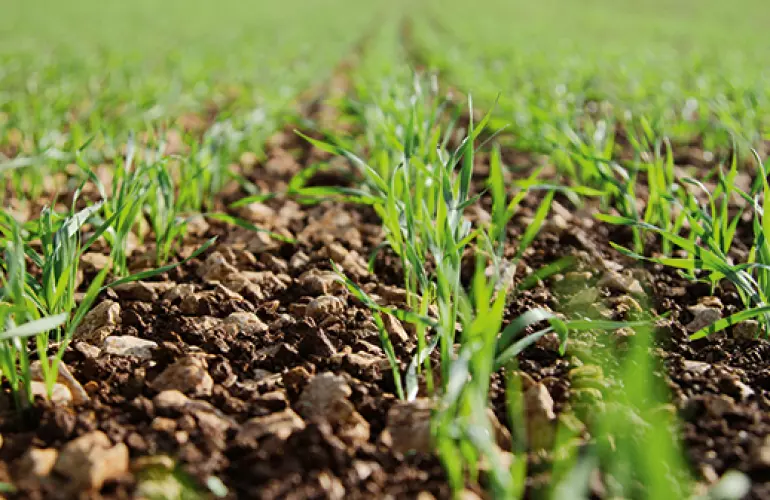 Getreide_agronomisch