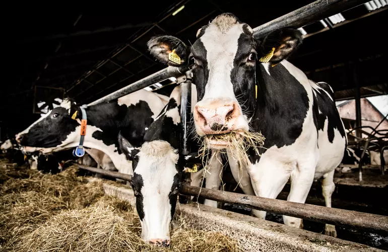 Improved forage quality with film binding