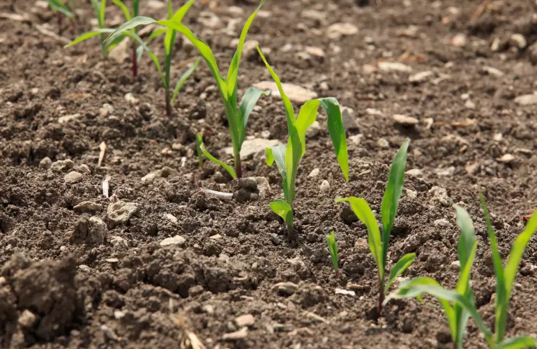 Vue sur levée du maïs en champs