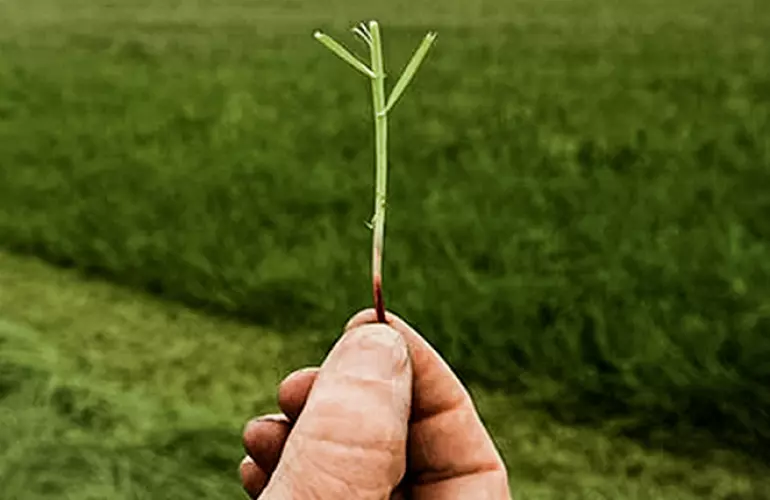 La hauteur de fauche idéale pour une meilleure repousse