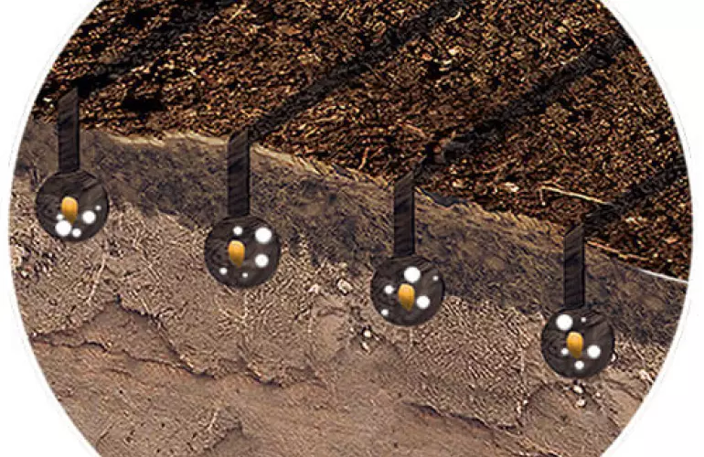 Schematische Darstellung der Unterfußdüngung bei der Direktsaat