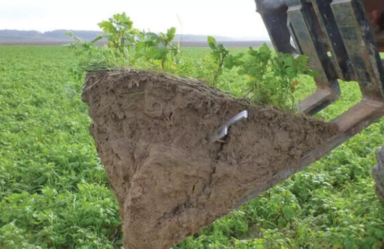 a tractor picking through a green field
