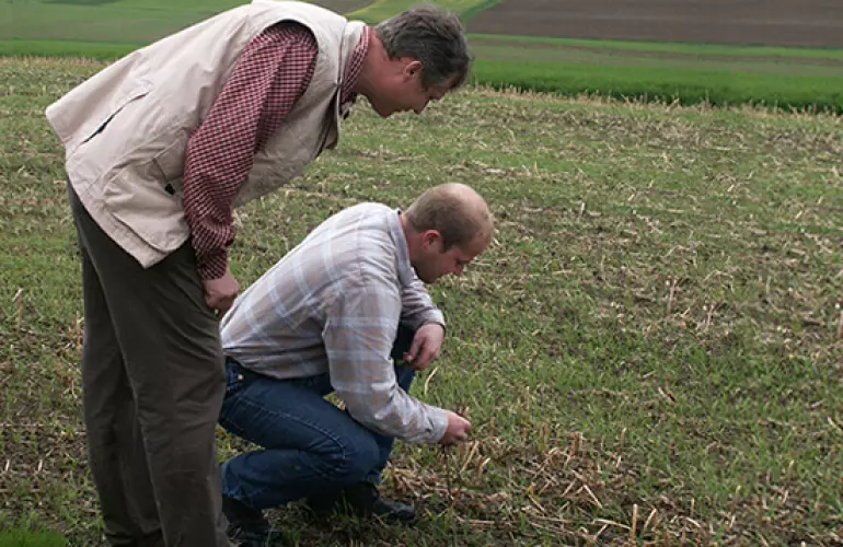 planting maize using minimum tillage techniques