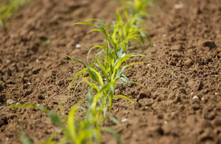 Désherbage entres les cultures de maïs