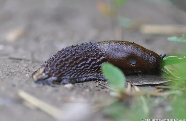 close-up of a slug on the ground with some green leaves and twigs scattered around