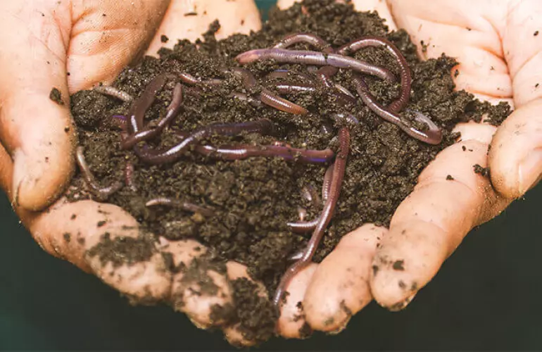 a pair of hands holding rich, dark soil with purple earthworms in an outdoor setting