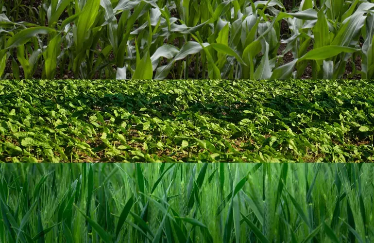 maize, sunflower and spring barley are 3 spring crops commonly grown in different farming regions