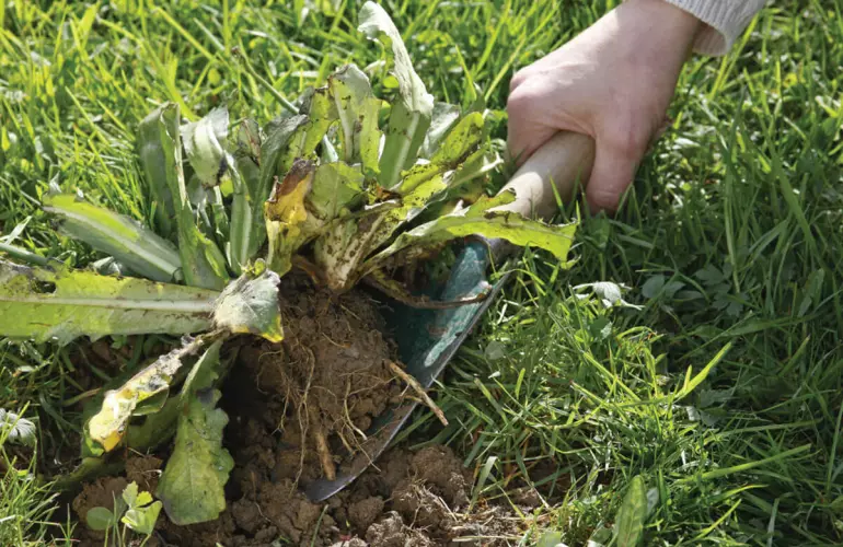 weed control in the field