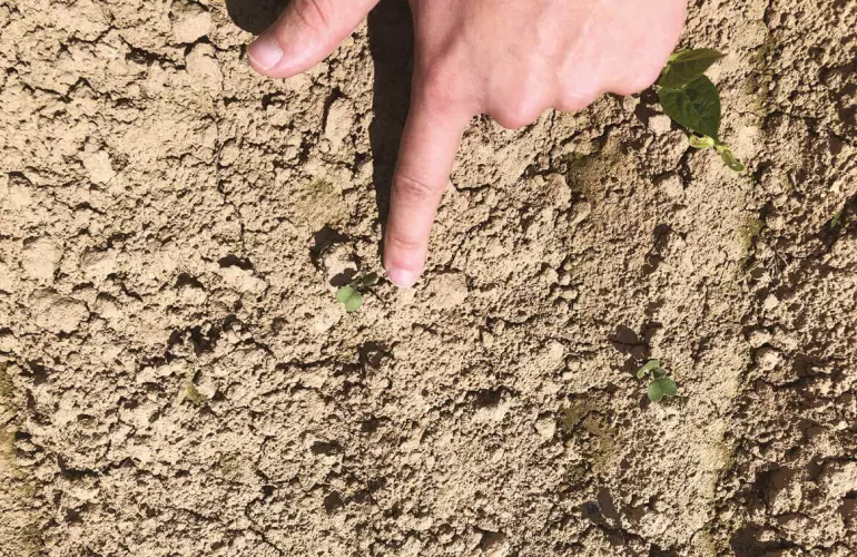 Junge Unkräuter brechen durch die Erdoberfläche