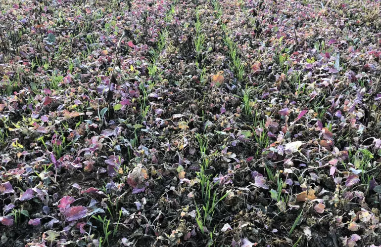 Deckfrüchte auf dem Feld