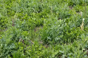 mixture of cover crops in the spring