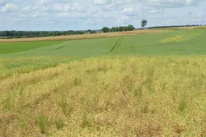 aphanomyces mold affecting field of pea