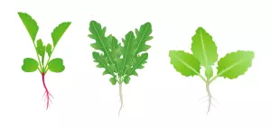 crucifers intermediate crops radish rocket arugula cabbage for crop rotation