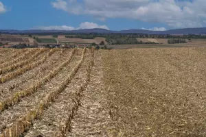 maize stalks being mulched