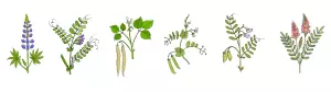 legumes for nitrogen mineralisation in a cover crop mix dedicated to crop rotation
