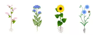 other families used as nitrate-fixing intermediate crops for crop rotation
