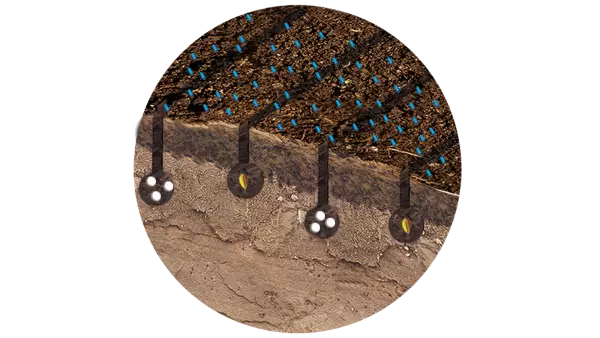 Schematische Darstellung der Ausbringung eines Starterdüngers zusammen mit der Aussaat von Weizen und flach gestreutem Schneckenkorn