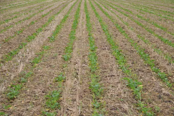 Der Erfolg des Strip-Till-Verfahrens basiert auf zahlreichen Vorteilen