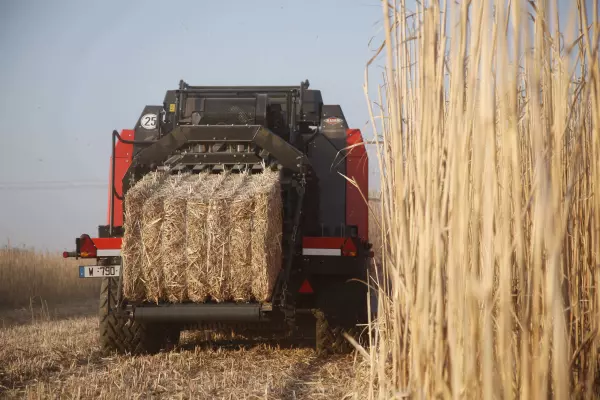 Ein grobe Zerkleinerung von Pflanzenrückständen mit dem Mulchgeräte WS 320 BIO erleichtert die Schwadlegung und Ballenformung bei der Ernte von Energiepflanzen 