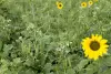 cover crop close up view sunflower plant