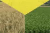 three-year rapeseed, wheat and barley rotation plans