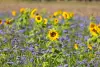phacelia and sunflower can be used as intermediate crops