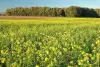 nitrate-fixing intermediate crops of mustard